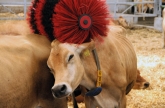 Meet the cows  By Henri Willig